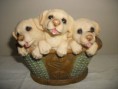 /album/cachorros/dscf1328-jpg/